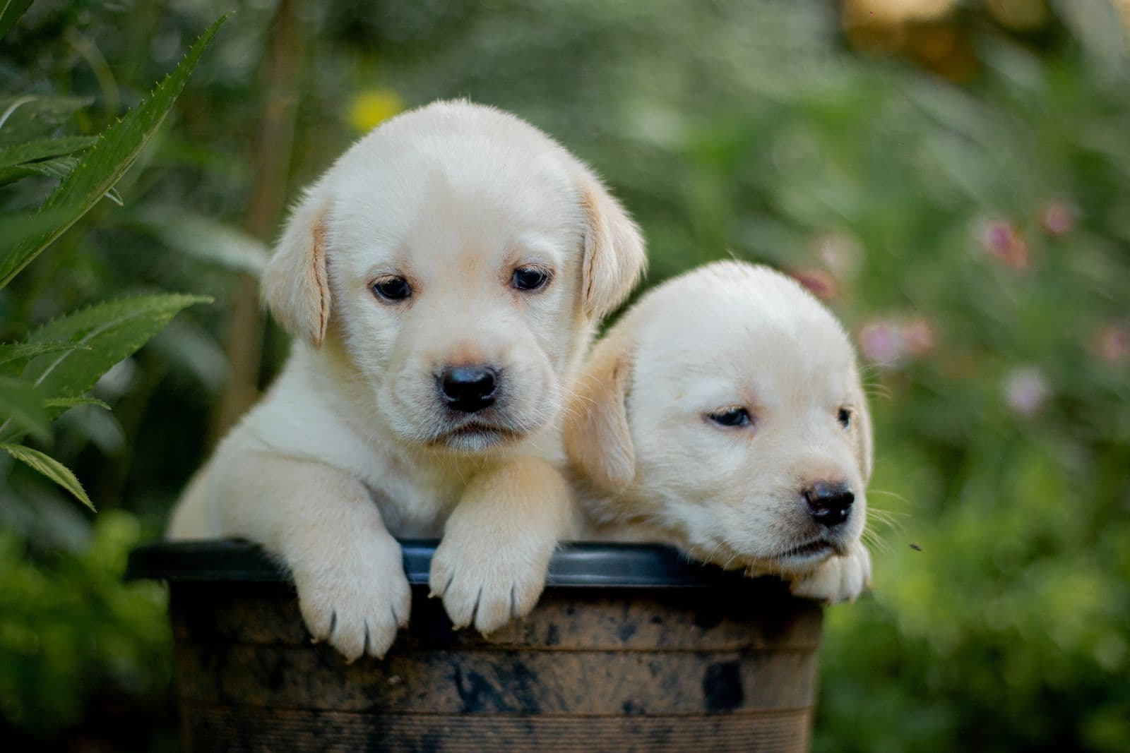 Two Labrador puppies