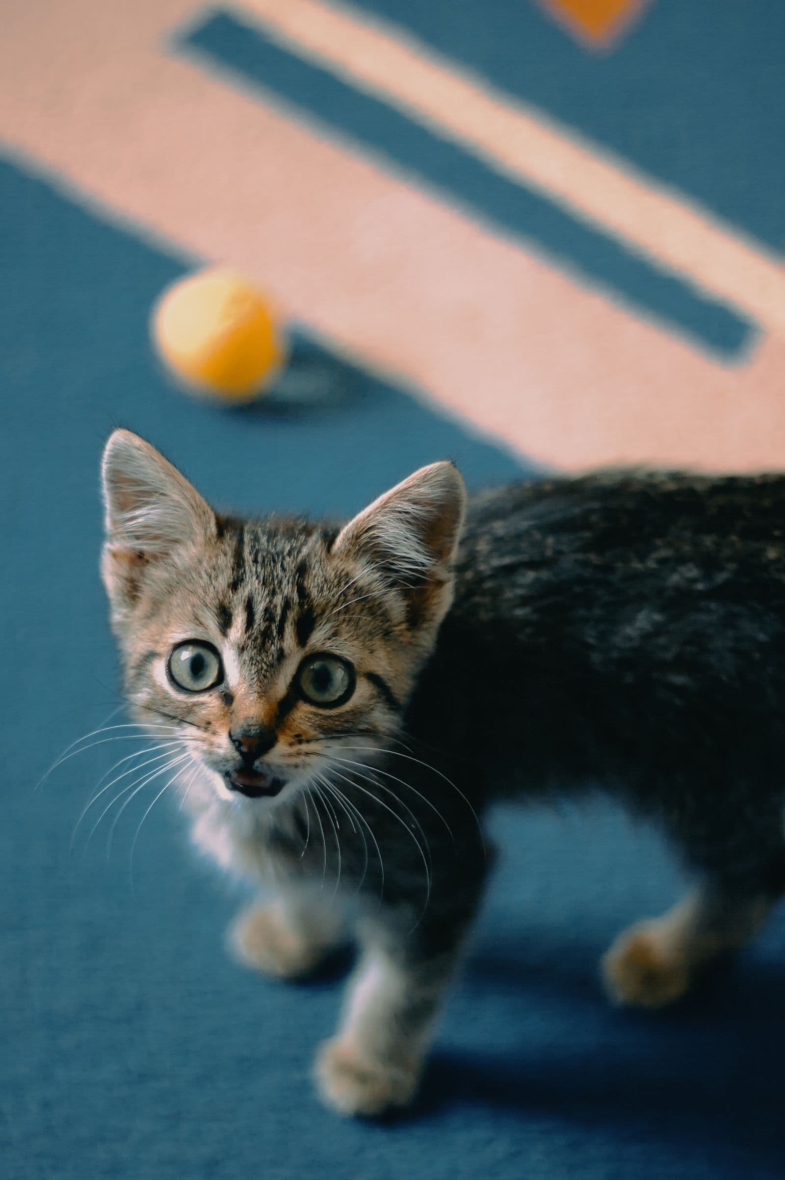 Curious tabby kitten